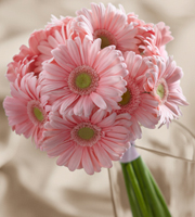 The FTD� Daisy Delight� Bouquet