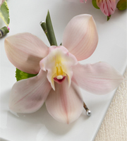 The FTD� Pink Cymbidium Boutonniere
