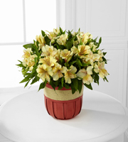 Rise & Shine Springtime Peruvian Lily Plant