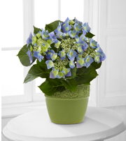 The FTD� Serene Skies Lacecap Hydrangea Plant by Better Homes and Gardens�
