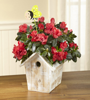 Spring Sunrise Azalea Plant