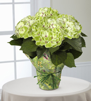 Better Homes and Gardens� Jade Dreams Nobless Hydrangea
