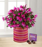 Sunset Daydreams Cactus with Chocolates - BEST