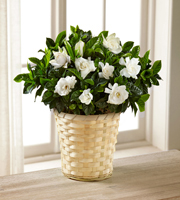 Garden's Grace Gardenia Plant - Good