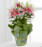 Sweet Lily Plant - Good