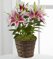 Sweet Lily Plant - Better