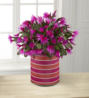 Sunset Daydreams Cactus - BETTER