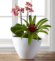 The FTD� Signature Style Window Garden by Better Homes and Gardens�