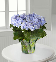 The FTD� Perfect in Periwinkle Angel's Parasol Hydrangea by Better Homes and Gardens�