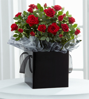 Pure Elegance Mini Rose Plant